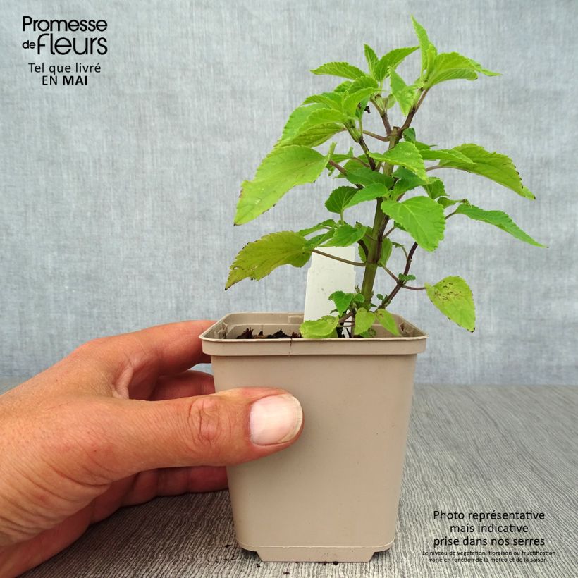 Exemplaar van Salvia guaranitica Amistad - Reuzensalie Kweekpotje van 8/9 cm zoals geleverd in de lente