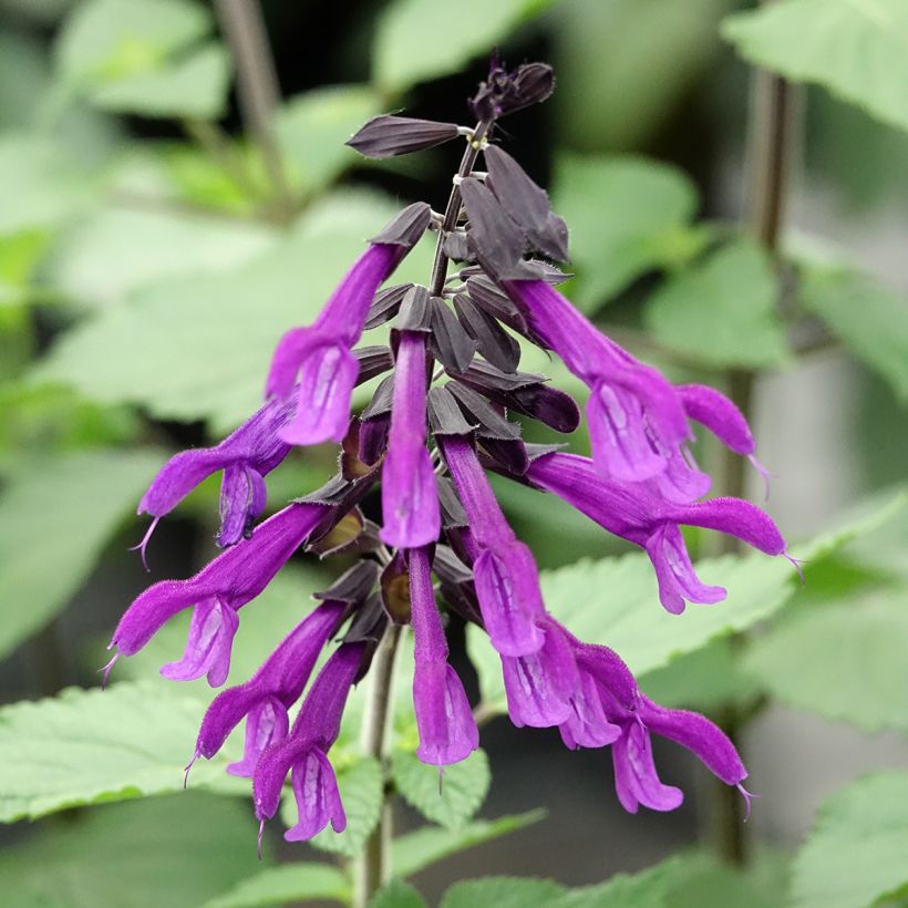 Salvia guaranitica Amistad - Reuzensalie (Bloei)