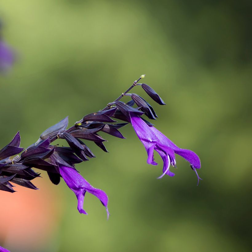 Salvia guaranitica Amistad - Reuzensalie (Bloei)