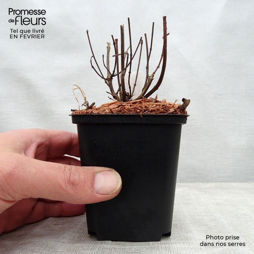 Example of Sauge hybride Ember's Wish Kweekpotje van 8/9 cm as you get in hiver