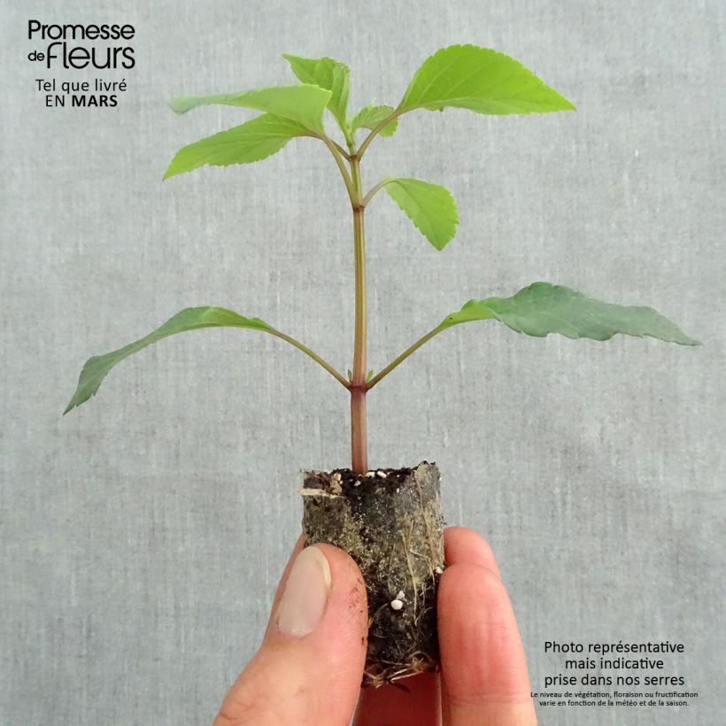 Example of Sauge hybride Ember's Wish Mini-mot Ø 3/4 cm as you get in printemps