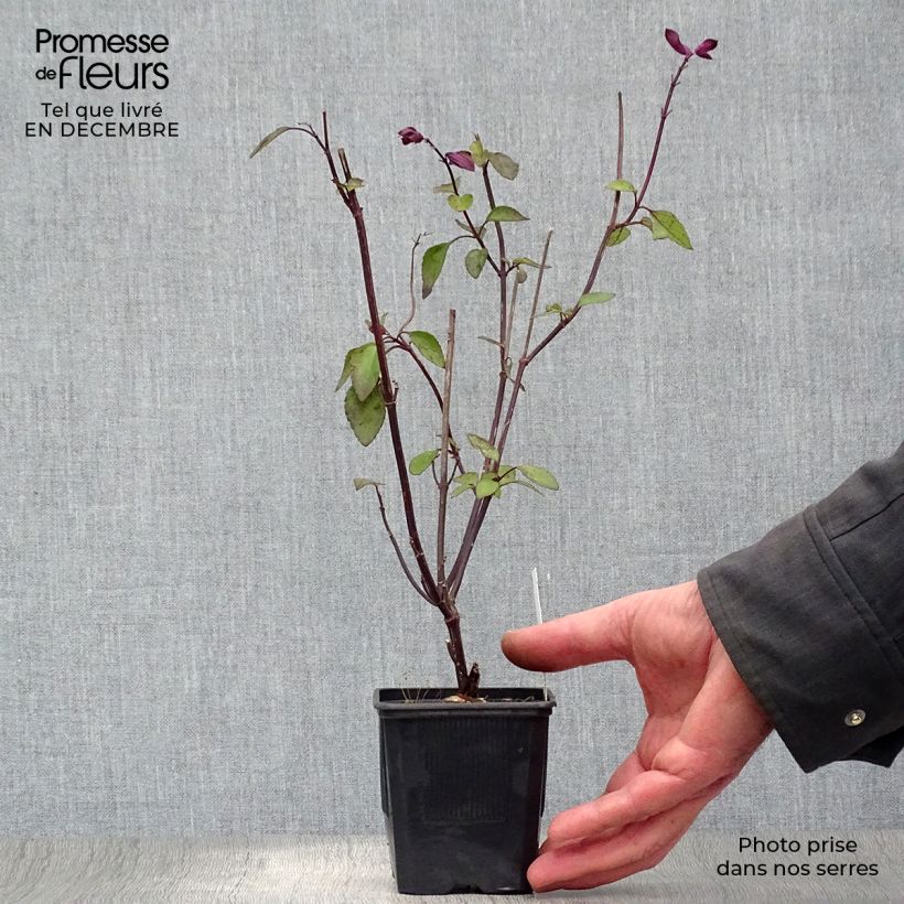 Example of Salvia Love and Wishes - Struiksalie Kweekpotje van 8/9 cm as you get in hiver