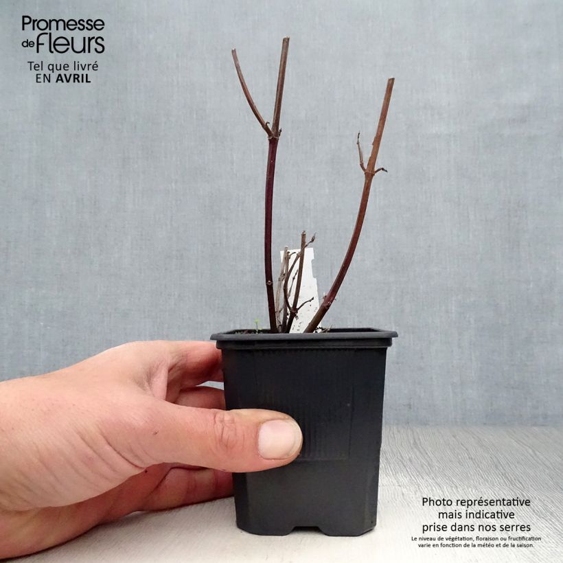 Exemplaar van Salvia Love and Wishes - Struiksalie Kweekpotje van 8/9 cm zoals geleverd in de lente