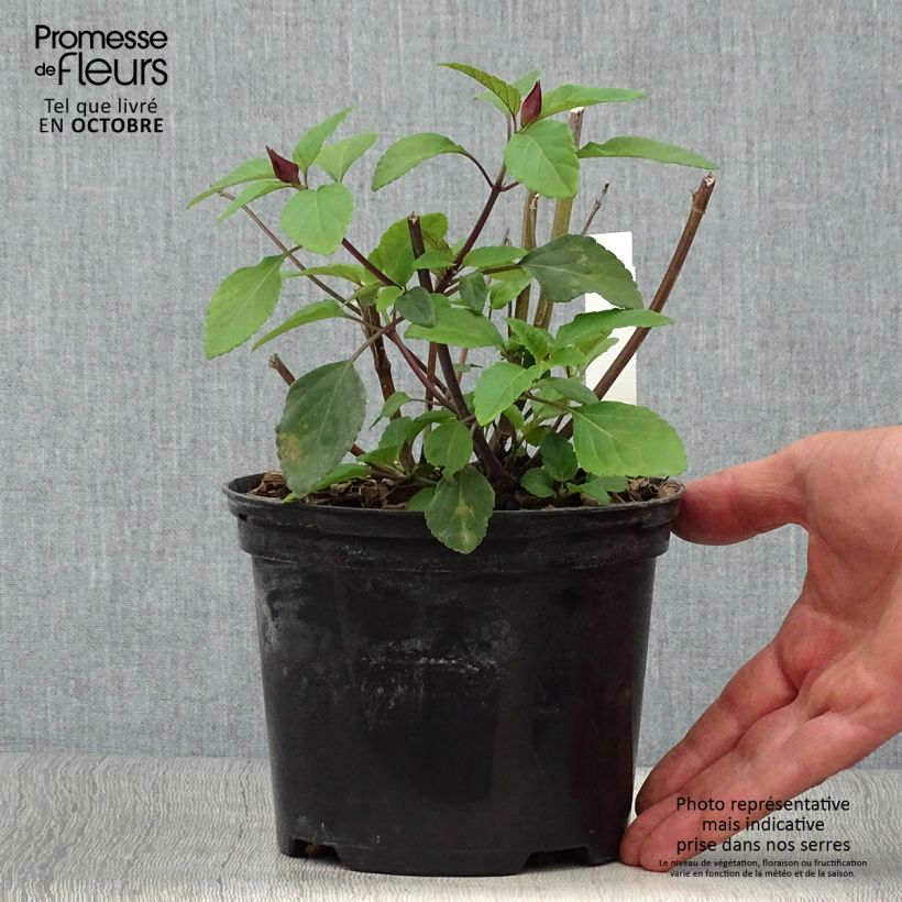 Exemplaar van Salvia Love and Wishes - Struiksalie Pot van 2 l/3 l zoals geleverd in de herfst