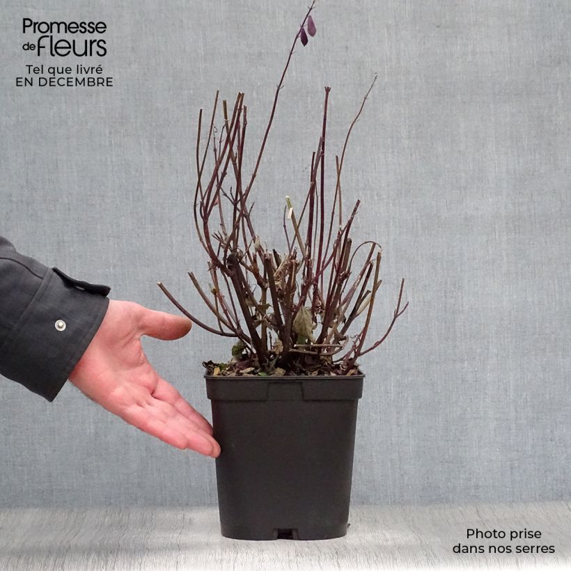 Example of Salvia Love and Wishes - Struiksalie Pot van 2 l/3 l as you get in hiver