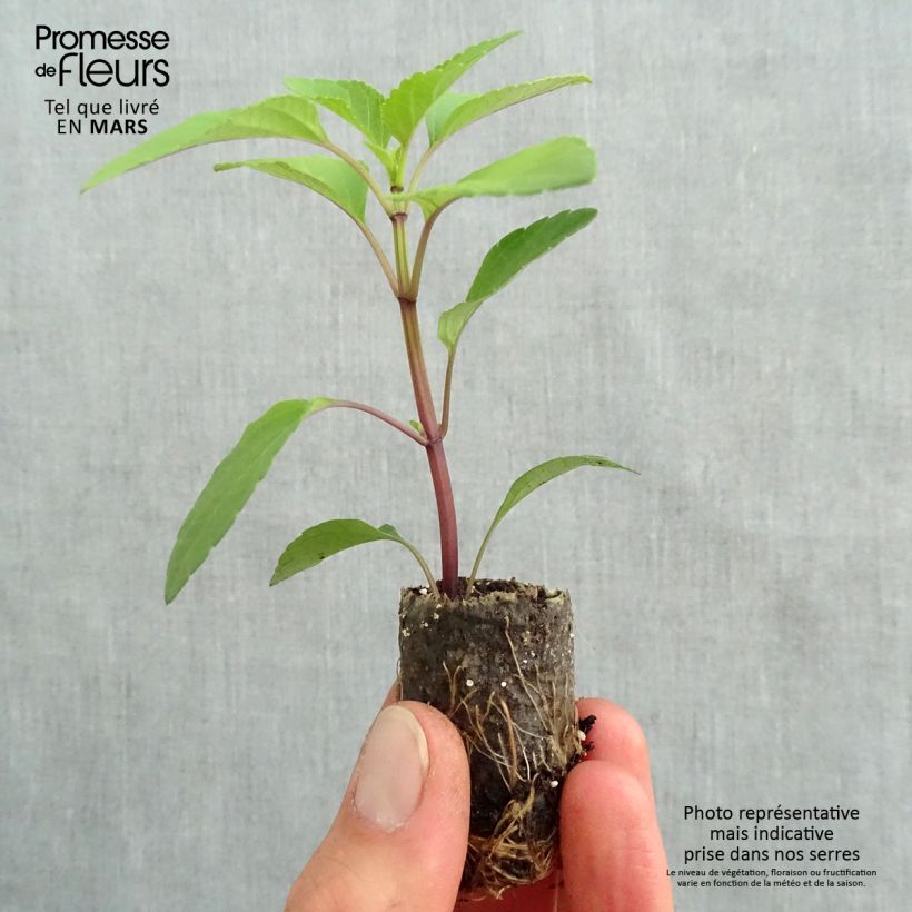 Example of Salvia Love and Wishes - Struiksalie Mini-mot Ø 3/4 cm as you get in printemps