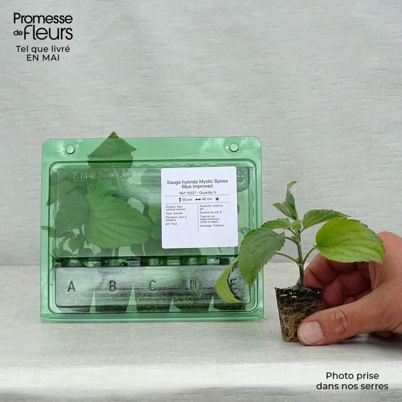 Example of Sauge hybride Mystic Spires Blue Improved Mini-mot Ø 3/4 cm as you get in printemps