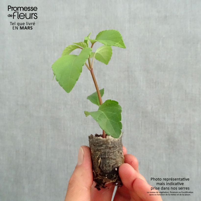 Example of Sauge hybride Wendy's Wish Mini-mot Ø 3/4 cm as you get in printemps