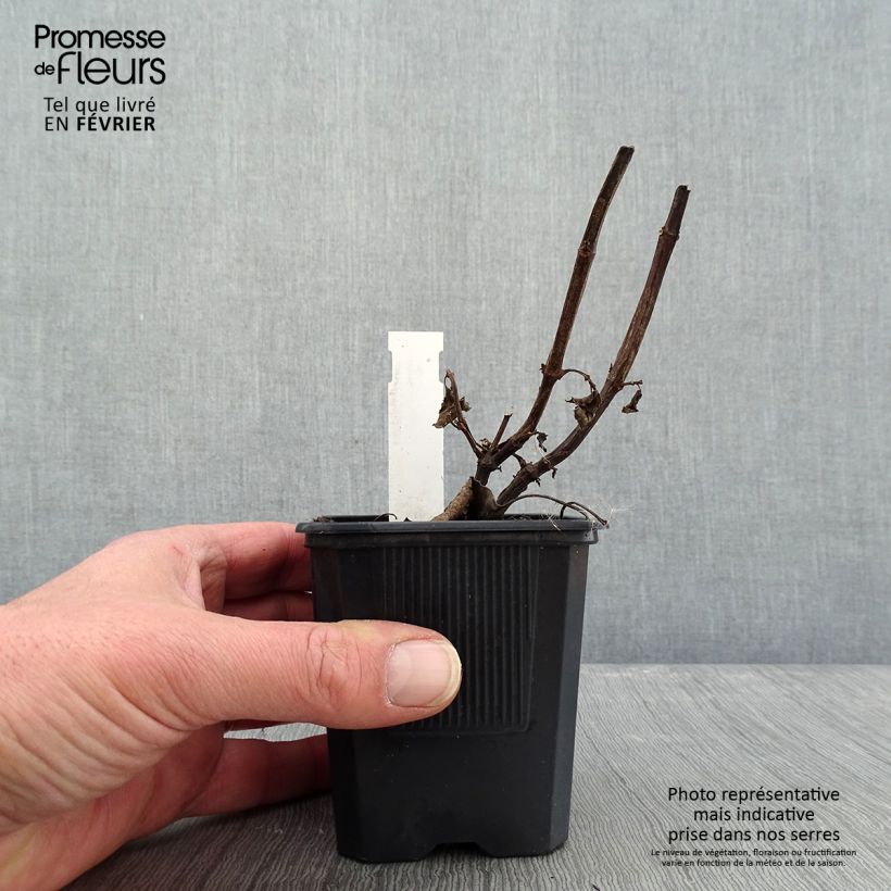 Example of Sauge hybride Wendy's Wish Kweekpotje van 8/9 cm as you get in hiver