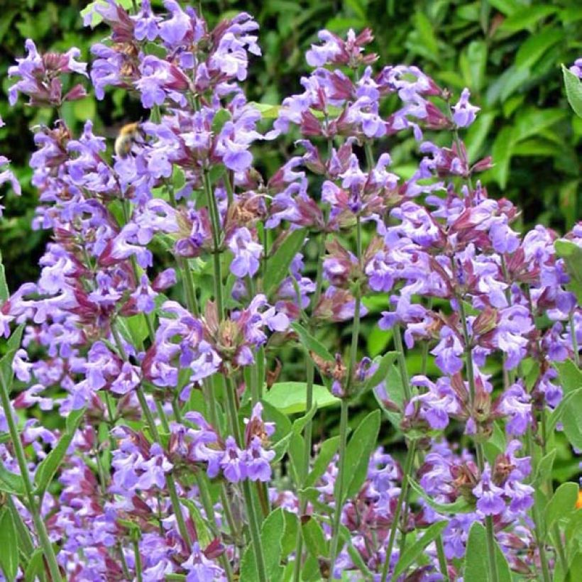 Echte salie - Salvia officinalis (Bloei)
