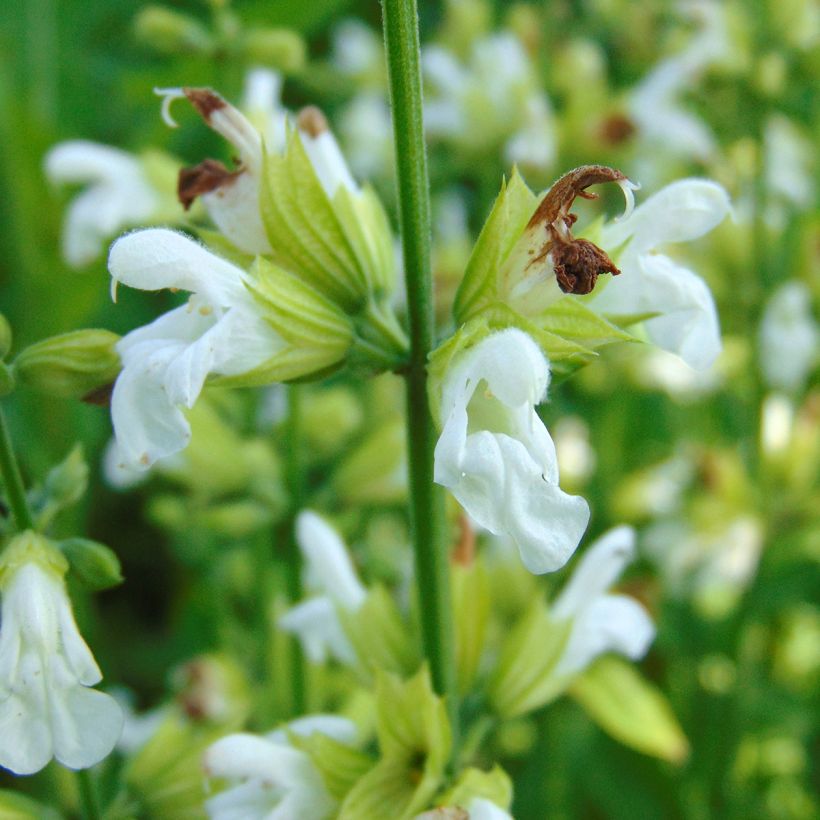 Salvia officinalis Albiflora - Echte salie (Flowering)