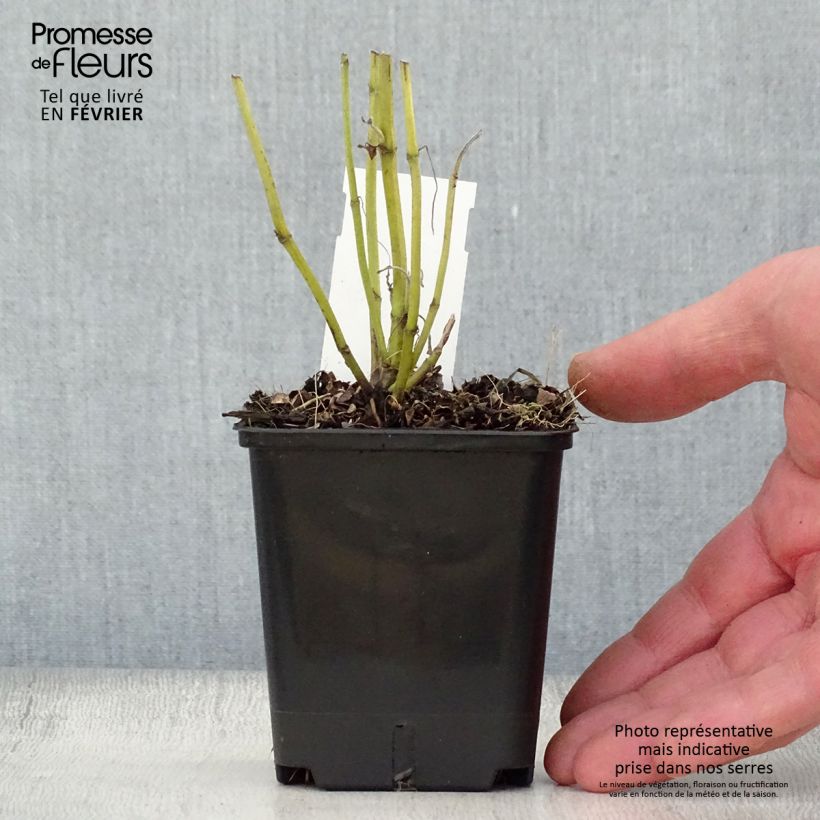 Example of Salvia officinalis Albiflora - Echte salie Kweekpotje van 8/9 cm as you get in hiver