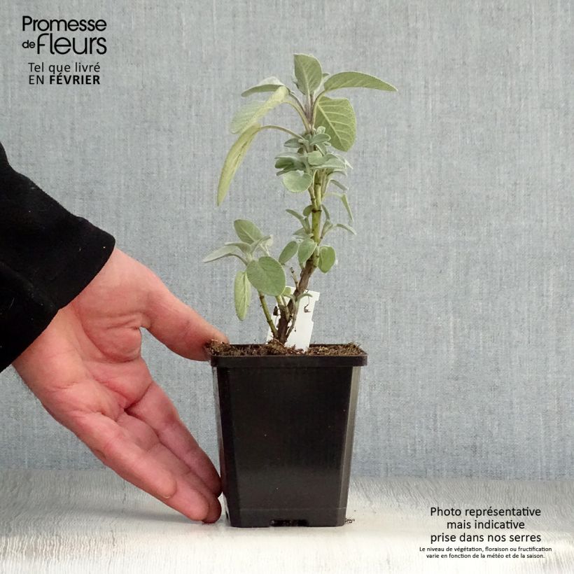 Example of Salvia officinalis Berggarten - Echte salie Kweekpotje van 8/9 cm as you get in hiver