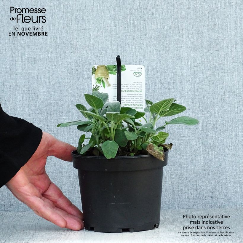 Exemplaar van Salvia officinalis Berggarten - Echte salie Pot van 1,5 l/2 l zoals geleverd in de herfst