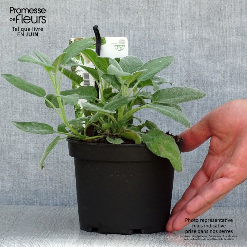 Exemplaar van Salvia officinalis Berggarten - Echte salie Pot van 1,5 l/2 l zoals geleverd in de zomer