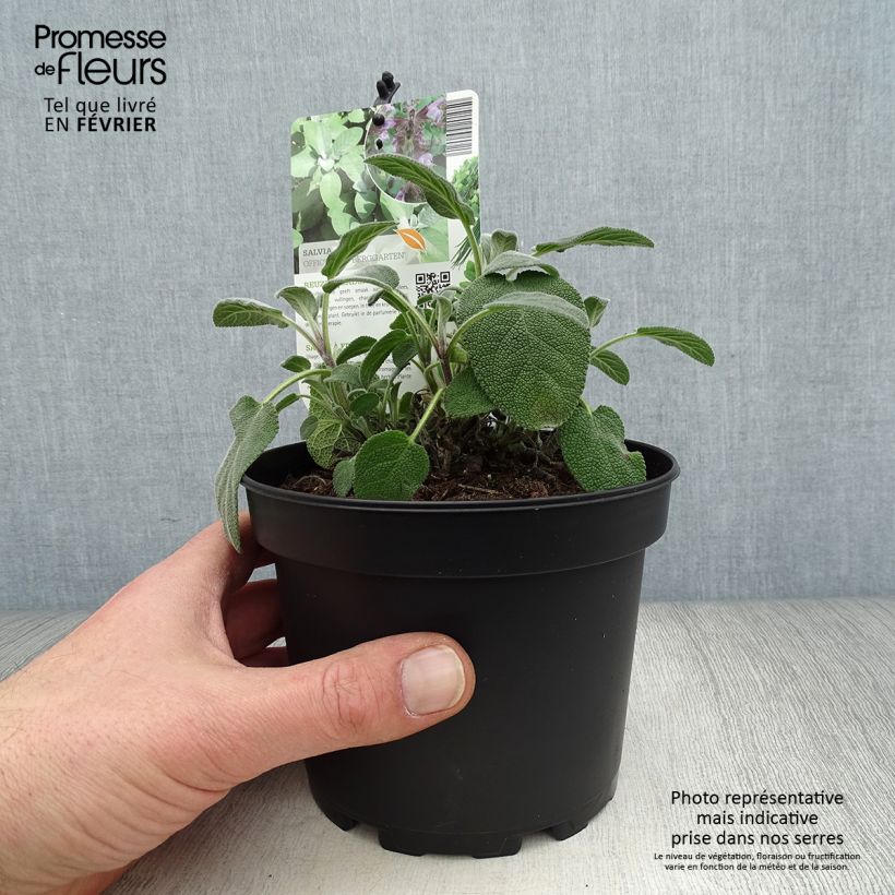 Example of Salvia officinalis Berggarten - Echte salie Pot van 1,5 l/2 l as you get in hiver