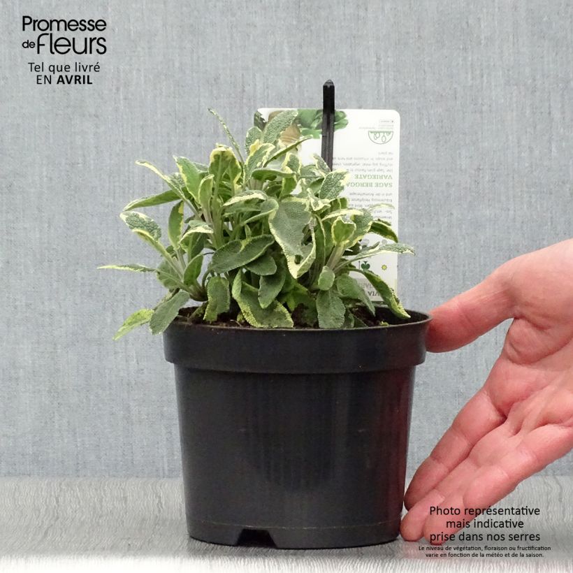 Exemplaar van Bonte echte salie Berggarten Variegated Pot van 1,5 l/2 l zoals geleverd in de lente