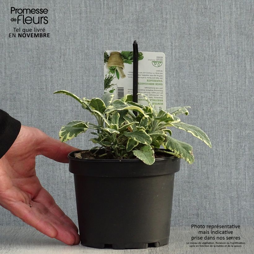 Exemplaar van Bonte echte salie Berggarten Variegated Pot van 1,5 l/2 l zoals geleverd in de herfst
