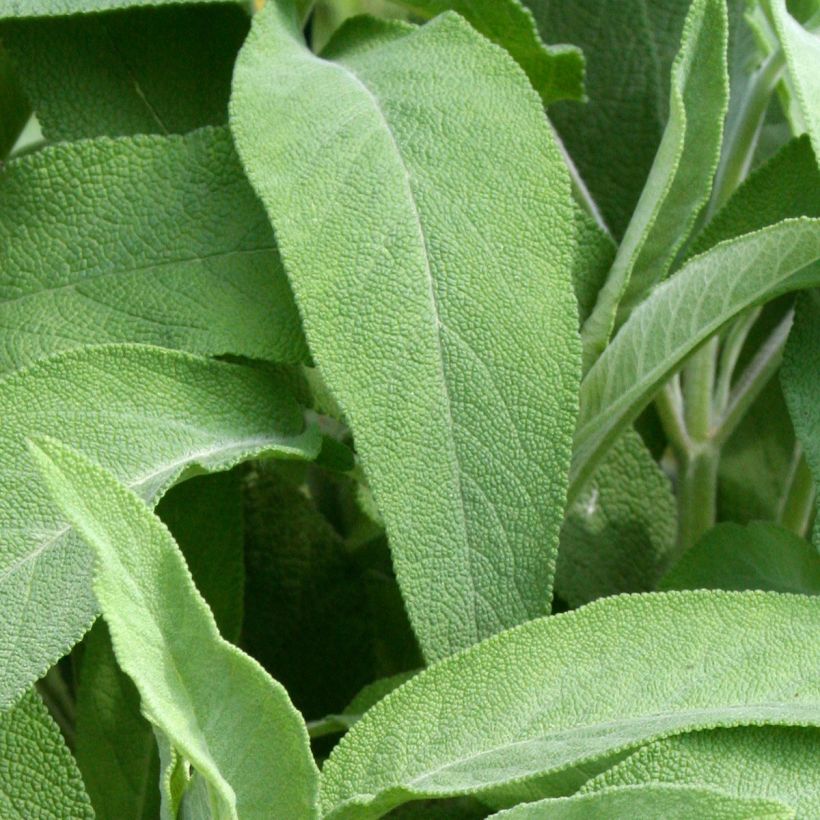 Echte salie Elephant Ear (Blad)
