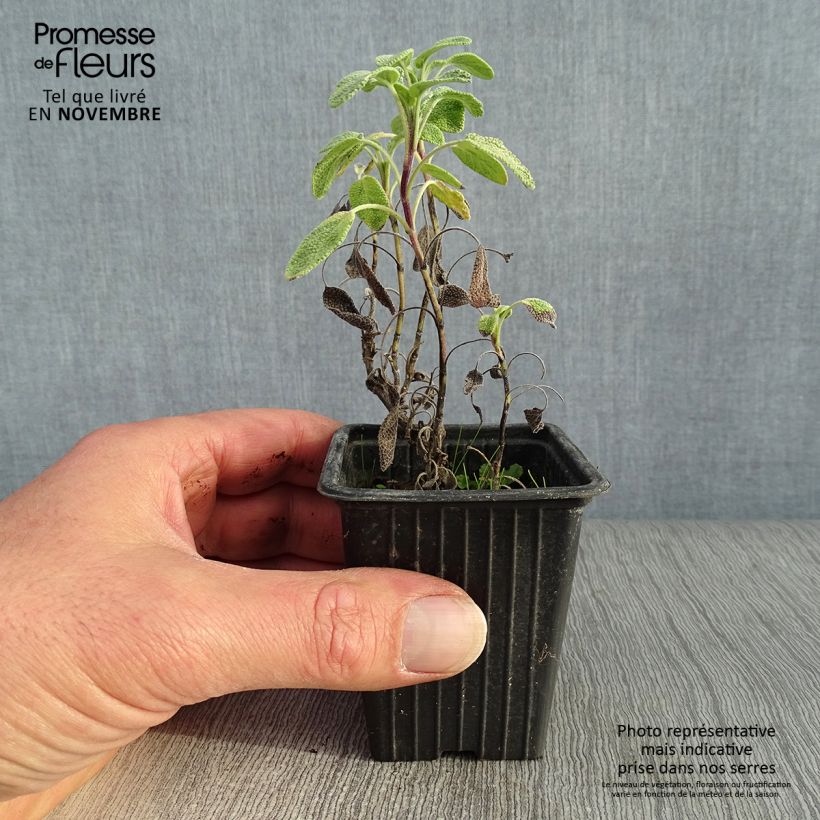 Exemplaar van Echte salie Aurea Kweekpotje van 7/8 cm zoals geleverd in de herfst