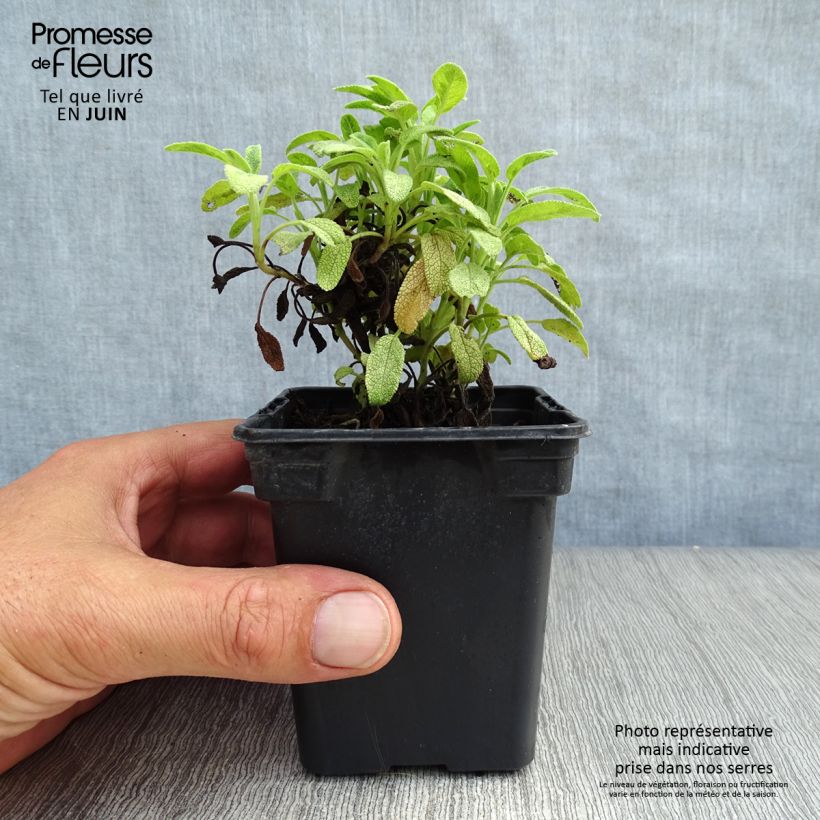 Exemplaar van Echte salie Aurea Kweekpotje van 7/8 cm zoals geleverd in de zomer