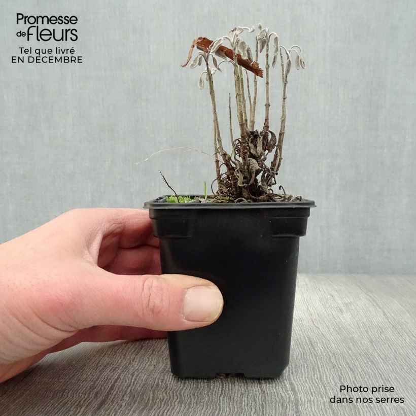 Exemplaar van Echte salie Aurea Kweekpotje van 7/8 cm zoals geleverd in de winter