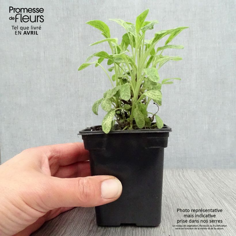 Exemplaar van Echte salie Aurea Kweekpotje van 7/8 cm zoals geleverd in de lente