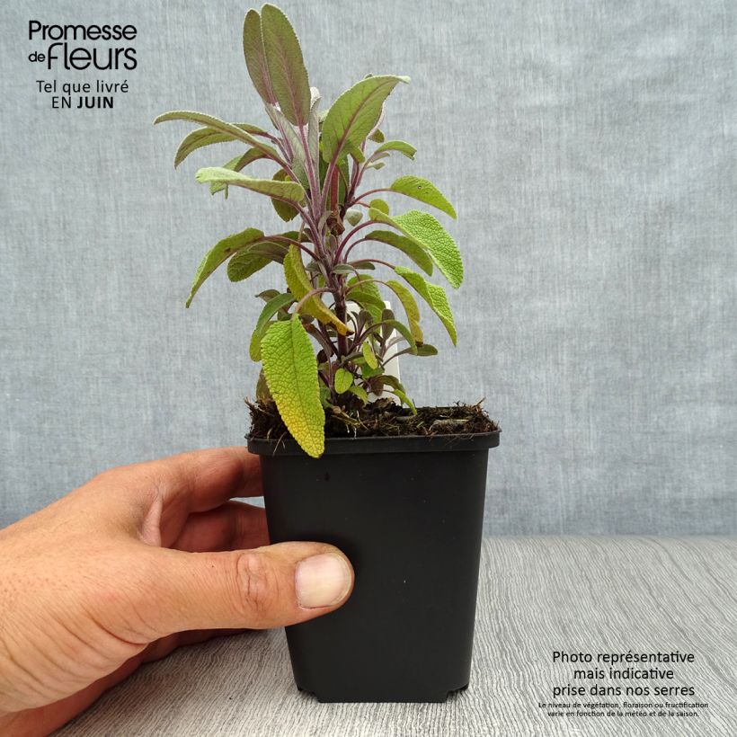 Exemplaar van Salvia officinalis Purpurascens - Echte salie Kweekpotje van 7/8 cm zoals geleverd in de zomer