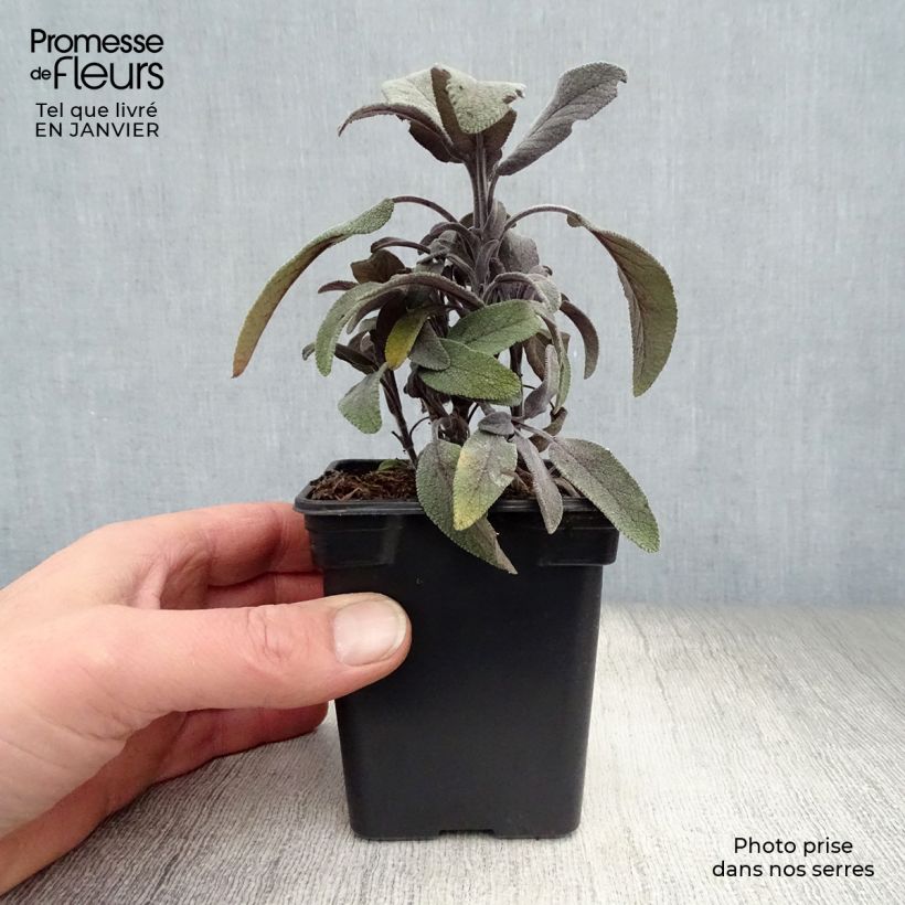 Example of Salvia officinalis Purpurascens - Echte salie Kweekpotje van 7/8 cm as you get in hiver
