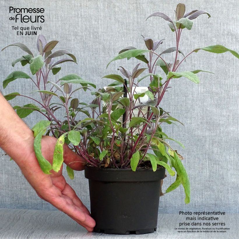 Exemplaar van Salvia officinalis Purpurascens - Echte salie Pot van 1,5 l/2 l zoals geleverd in de zomer