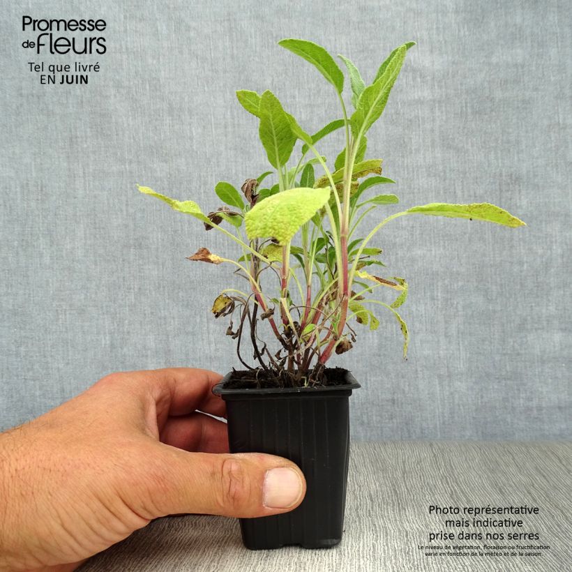 Exemplaar van Echte salie - Salvia officinalis Kweekpotje van 8/9 cm zoals geleverd in de zomer