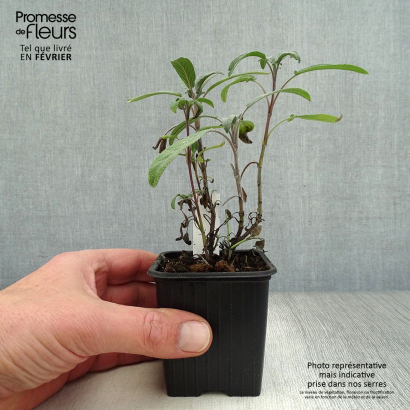 Exemplaar van Echte salie - Salvia officinalis Kweekpotje van 8/9 cm zoals geleverd in de winter