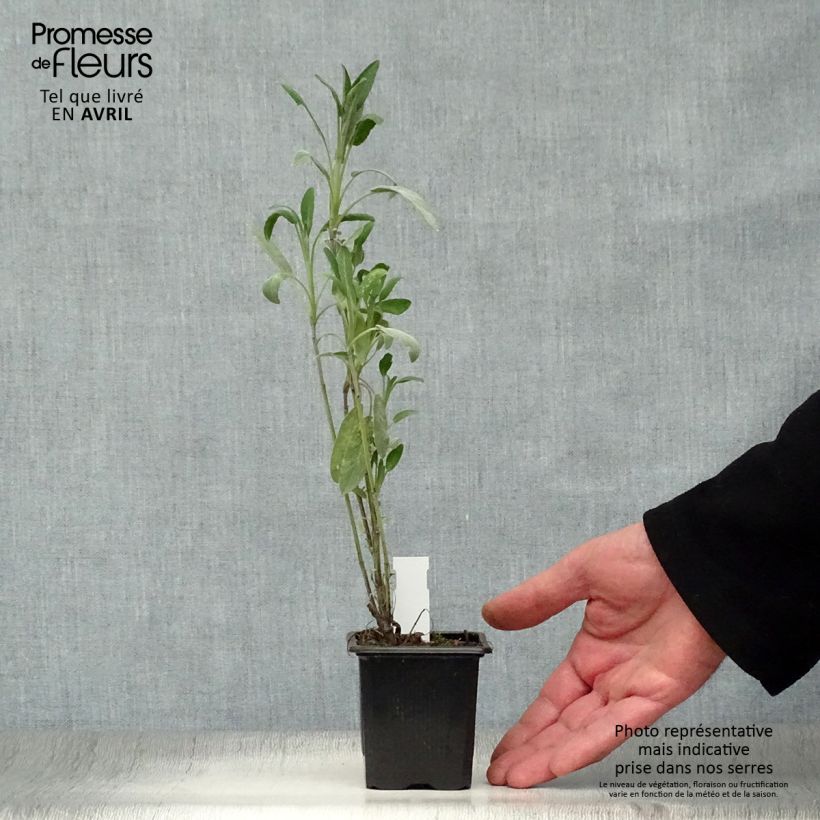 Exemplaar van Echte salie - Salvia officinalis Kweekpotje van 8/9 cm zoals geleverd in de lente