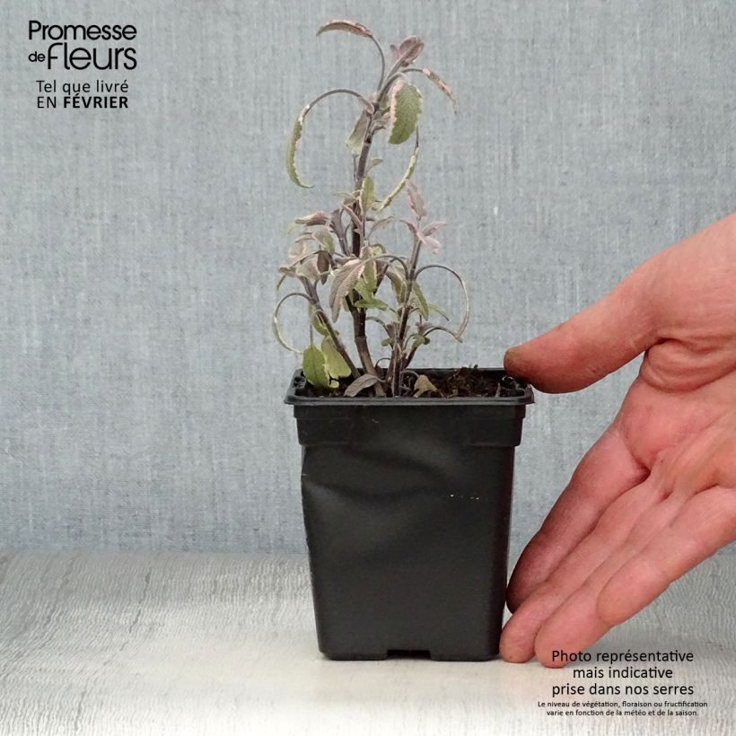 Example of Salvia officinalis Tricolor - Echte salie Kweekpotje van 7/8 cm as you get in hiver