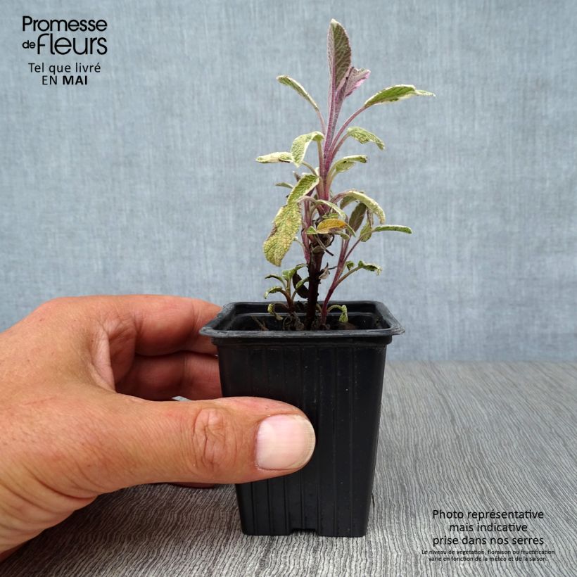 Exemplaar van Salvia officinalis Tricolor - Echte salie Kweekpotje van 7/8 cm zoals geleverd in de lente