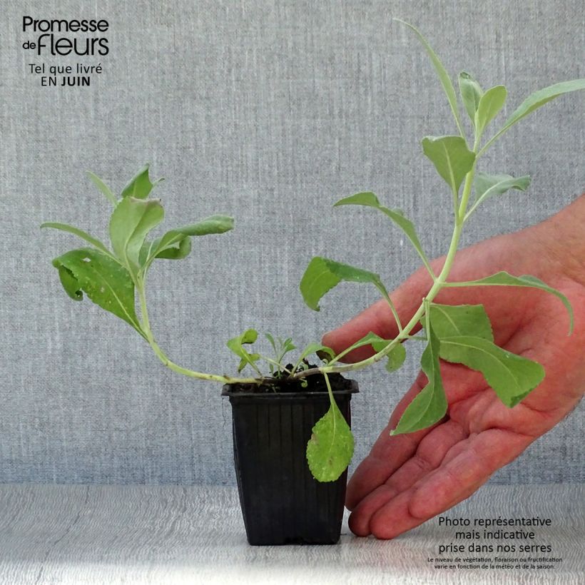 Exemplaar van Salvia apiana - Witte salie Kweekpotje van 7/8 cm zoals geleverd in de zomer