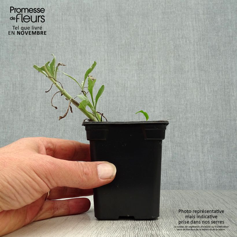 Exemplaar van Salvia apiana - Witte salie Kweekpotje van 7/8 cm zoals geleverd in de herfst