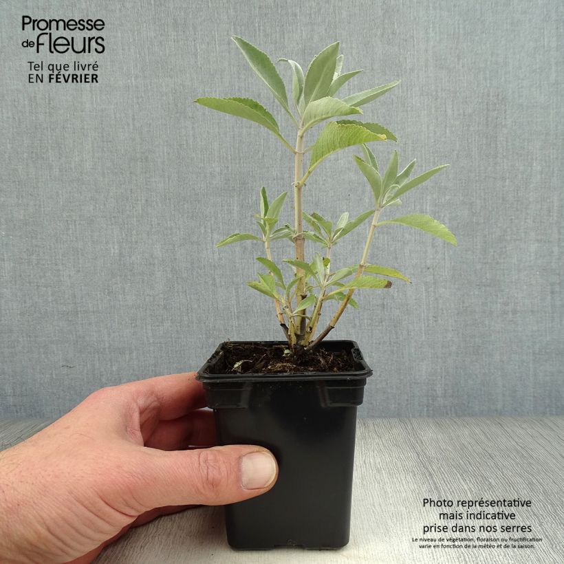 Example of Sauge sacrée blanche - Salvia apiana Kweekpotje van 7/8 cm as you get in hiver