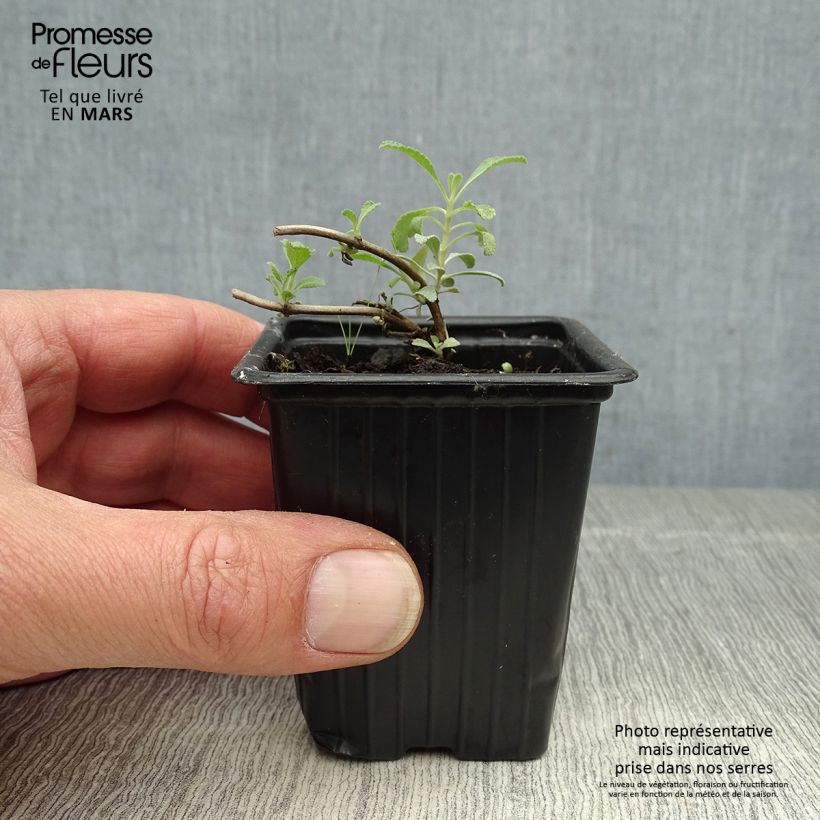 Exemplaar van Salvia apiana - Witte salie Kweekpotje van 7/8 cm zoals geleverd in de lente