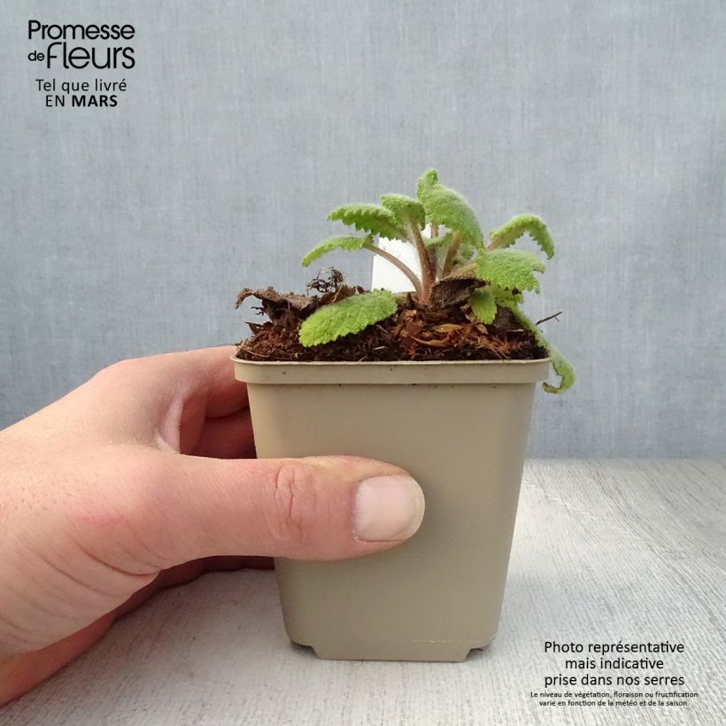 Exemplaar van Salvia sclarea Vatican White - Scharlei Kweekpotje van 8/9 cm zoals geleverd in de lente