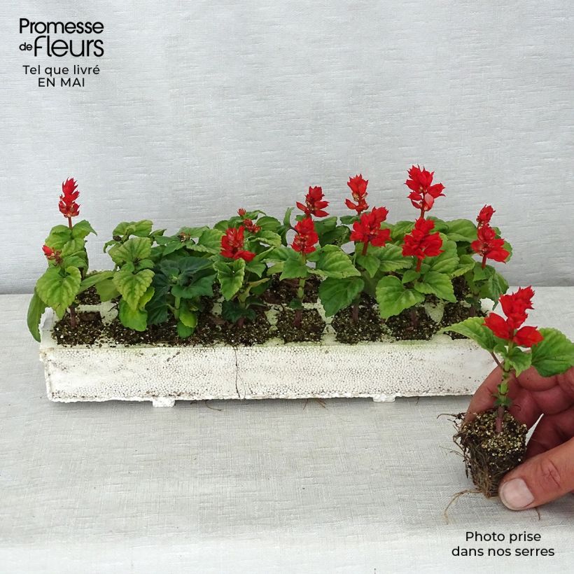 Example of Sauge splendens Carambita Kluitplant: kluit 3,8 cm x 3,2 cm in een tray voor 16 planten as you get in printemps