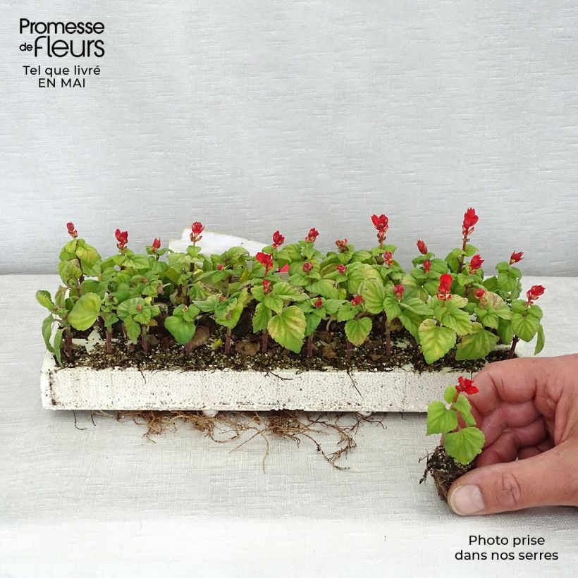 Example of Sauge splendens Carambita Minimotte: kluitje van 2,2 cm x 2 cm in kweekplaat per 35 stuks as you get in printemps