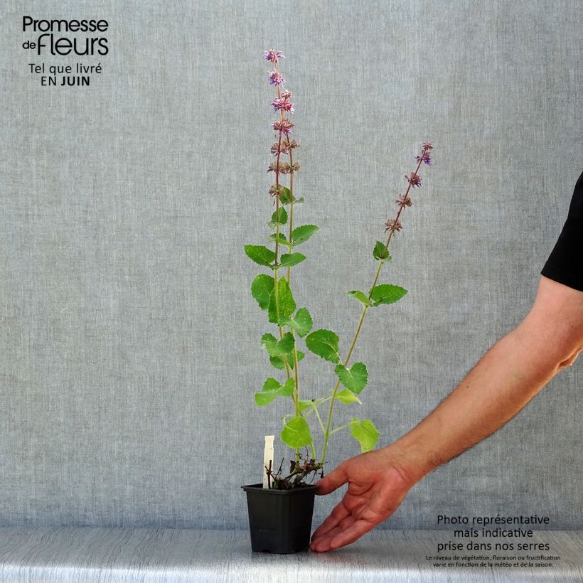 Exemplaar van Salvia verticillata Endless Love - Kranssalie Kweekpotje van 8/9 cm zoals geleverd in de zomer