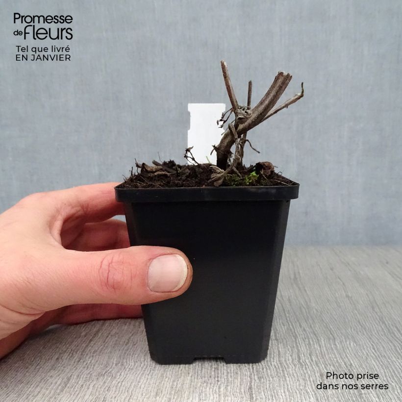 Example of Salvia verticillata Purple Rain - Kranssalie Kweekpotje van 8/9 cm as you get in hiver