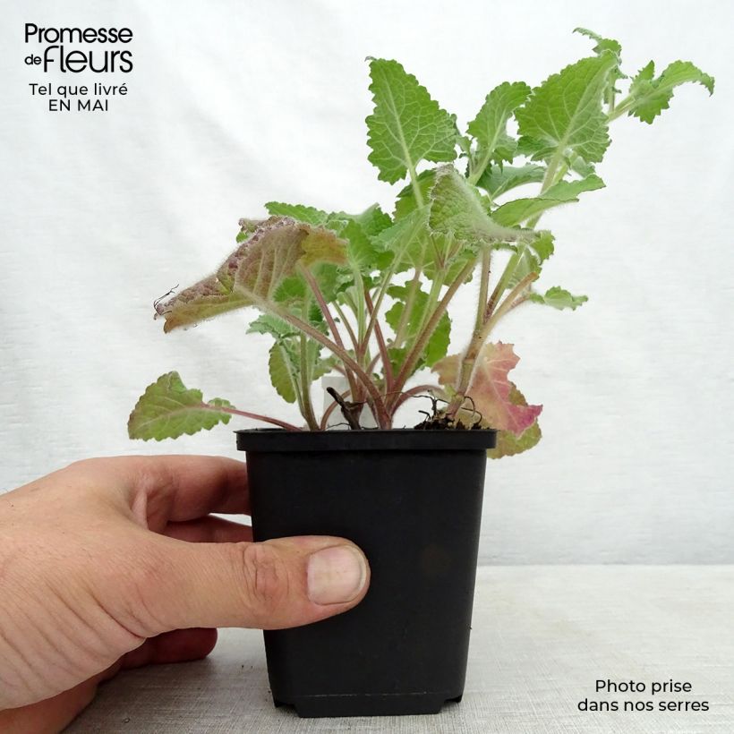 Exemplaar van Salvia verticillata Purple Rain - Kranssalie Kweekpotje van 8/9 cm zoals geleverd in de lente