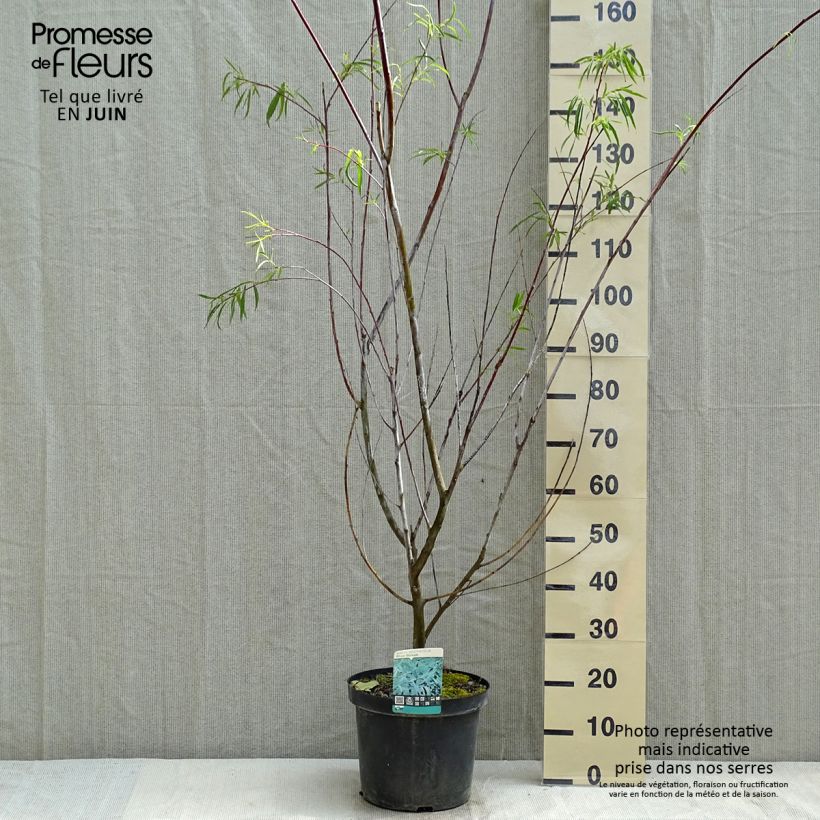 Exemplaar van Salix acutifolia Blue Streak - Kaspische zandwilg Pot van 7,5 l/10 l zoals geleverd in de lente