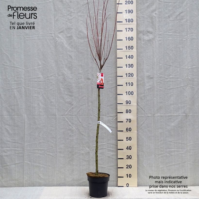 Example of Salix integra Flamingo - Bonte wilg Pot van 4 l/5 l as you get in hiver