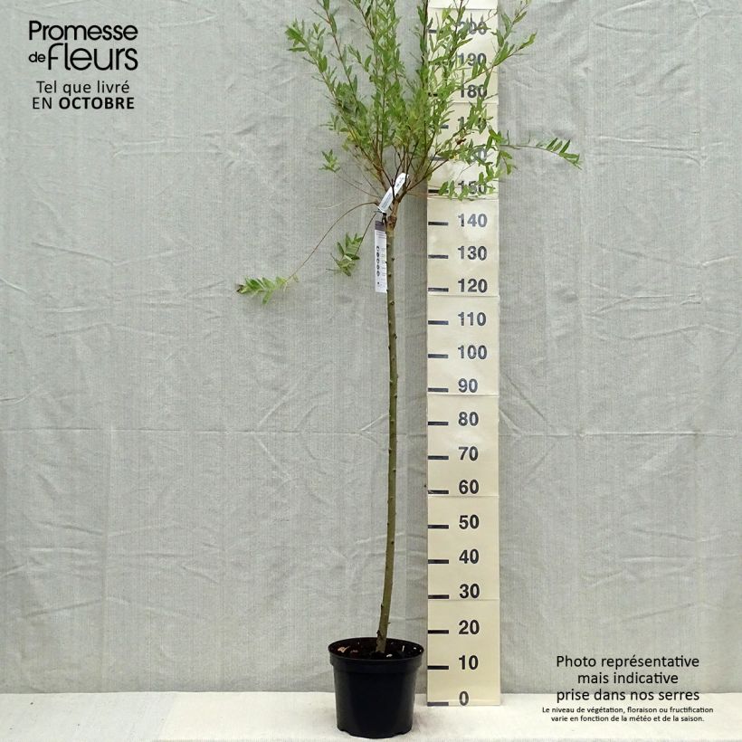 Exemplaar van Salix integra Hakuro Nishiki - Bonte wilg Pot van 7,5 l/10 l, Stengel zoals geleverd in de herfst