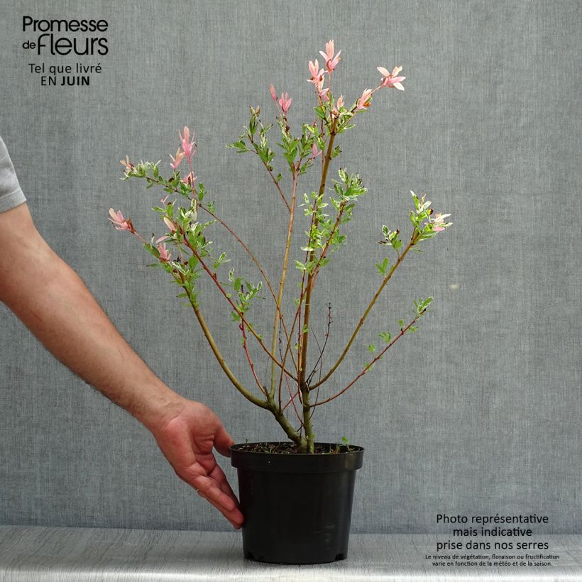 Exemplaar van Salix integra Hakuro Nishiki - Bonte wilg Pot van 2 l/3 l, Struik zoals geleverd in de zomer