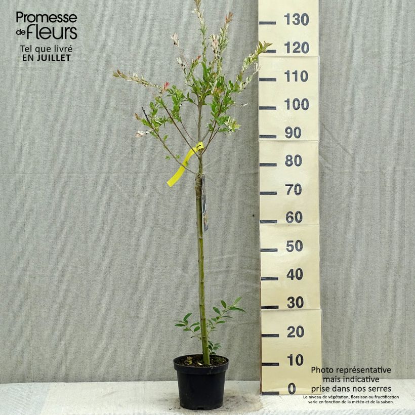 Exemplaar van Salix integra Hakuro Nishiki - Bonte wilg Pot van 2 l/3 l, Stengel zoals geleverd in de zomer